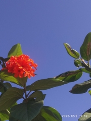 Cordia sebestena