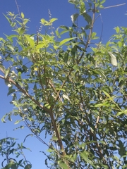 Vitex negundo
