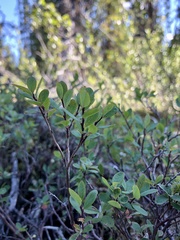 Vaccinium uliginosum