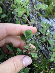 Vaccinium uliginosum