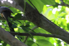 Coccyzus longirostris