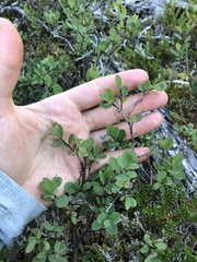 Vaccinium uliginosum