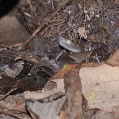 Bothrops muriciensis