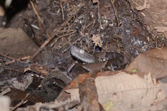 Bothrops muriciensis