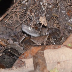 Bothrops muriciensis