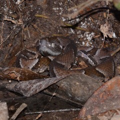 Bothrops muriciensis