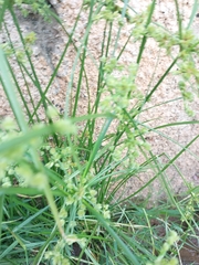 Cyperus virens