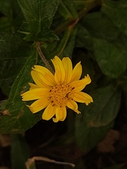 Sphagneticola trilobata