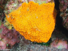 Botrylloides violaceus