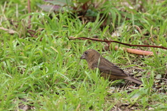 Carpodacus formosanus
