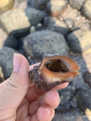 Stramonita biserialis