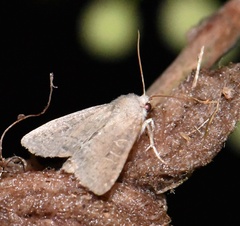 Parastichtis suspecta