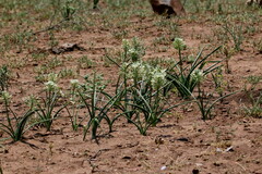 Albuca seineri