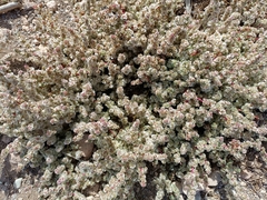 Halogeton sativus