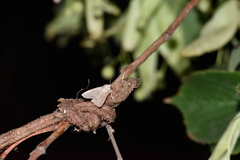 Parastichtis suspecta