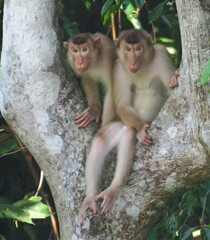 Macaca nemestrina