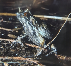 Pelobatrachus ligayae