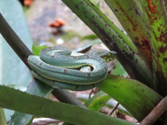 Bothrops bilineatus