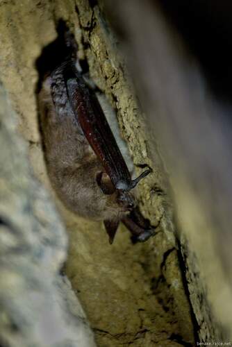 Pond Bat