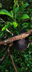 Hexagonia