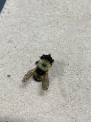 Laphria thoracica