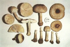 Macrolepiota phaeodisca