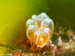 Aplidium turbinatum