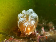 Aplidium turbinatum