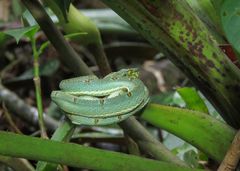 Bothrops bilineatus
