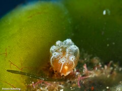 Aplidium turbinatum