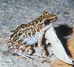 Pulchrana moellendorffi