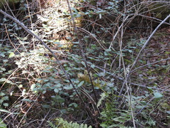 Rubus leucodermis