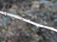 Rubus leucodermis