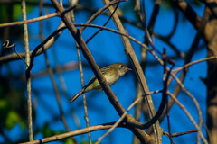 Empidonax flaviventris