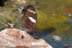 Heliconius wallacei