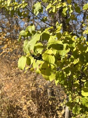 Rhamnus cathartica