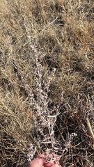 Artemisia ludoviciana