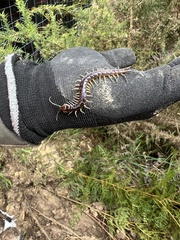 Cormocephalus rubriceps