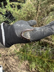 Cormocephalus rubriceps