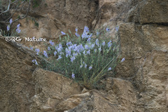 Scutellaria baicalensis