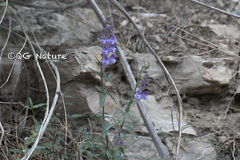 Scutellaria baicalensis