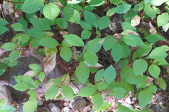 Cornus sericea occidentalis