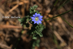 Gentiana squarrosa