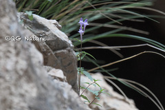 Scutellaria baicalensis
