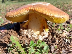 Amanita caesarea