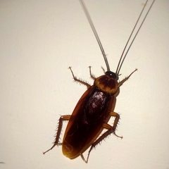 Periplaneta americana