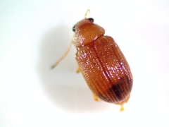 Colaspis brunnea