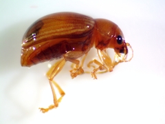Colaspis brunnea