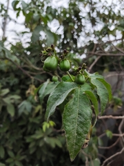 Jatropha