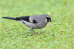 Pyrrhula owstoni